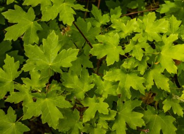 Big-tooth Maple Leaves Are Bright Green At The End of Spring in Bryce Canyon National Park