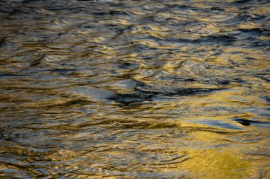 Evening Light Reflects Yellow In The Tuolomne River in Yosemite