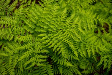 Happy Ferns Spread Across the Forest Floor in Sequoia National Park
