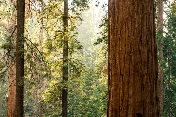 Trunk of Giant Sequoia Stands Among The Thin Pines in Sequoia National Park