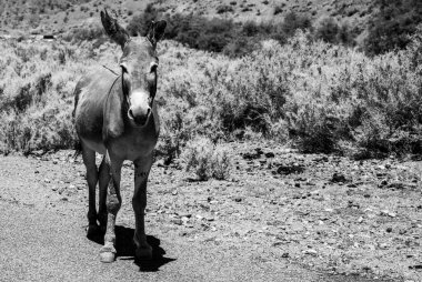 Black and White Wild Donkey In Death Valley National Park