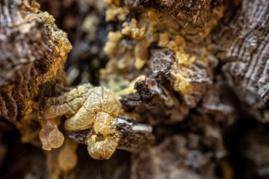 Cracked Texture of Yellow Pine Sap On Tree Trunk in Sequoia National Park