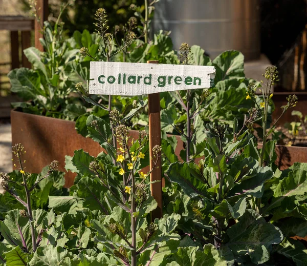 Collard Green Sign In Garden on sunny afternoon