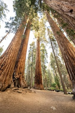 Grove of Sequoia Trees Point Toward The Sky in Sequoia National Park