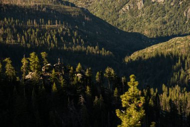 Light And Shadows Across Pine Forest In The Sierras of Kings Canyon