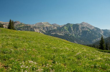 Meadow of Wild Flowers In The High Backcountry of Grand Teton National Park