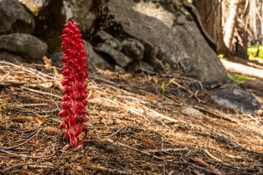 Red Snow Plant Grows On Forest Floor in sequoia National Park