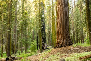 Single Giant Sequoia Stands Among Moss Covered Pines in Sequoia National Park
