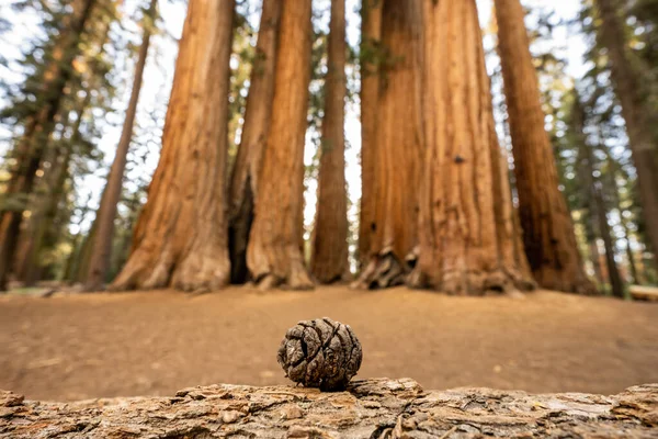 Tiny Sequoia Pine Cone Перед Палмер Гроув Национальном Парке Секвойя — стоковое фото