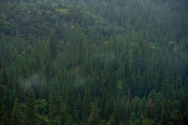 Delgada Niebla Cuelga Sobre Bosque Pinos Parque Nacional Kings Canyon —  Fotos de Stock