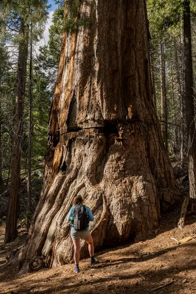 Woman Looks Giant Sequoia Towering Her Kings Canyon — Stock Photo, Image