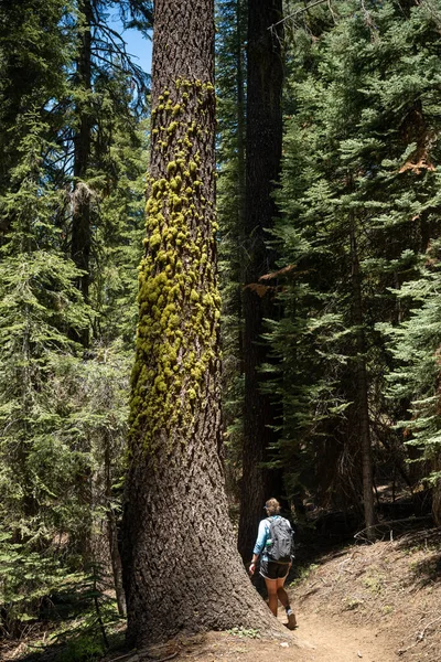 Frau Passiert Große Kiefer Mit Moos Und Schnee Sequoia Nationalpark — Stockfoto