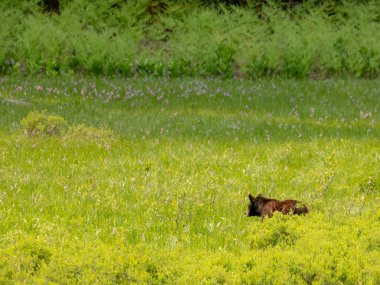 Siyah Ayı, Sequoia Ulusal Parkı 'ndaki Çiçeklerle Dolu Çayıra Bakıyor