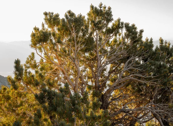 Злите Дерево Росте Ранковому Світлі — стокове фото