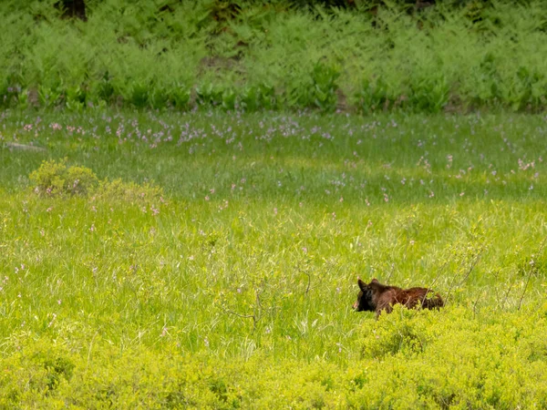 Черный Медведь Заглянул Заросшую Цветами Мясорубку Национальном Парке Секуа — стоковое фото
