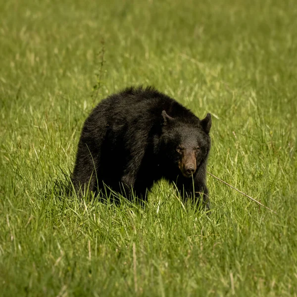 黑熊在阴暗面的草地上行走 — 图库照片