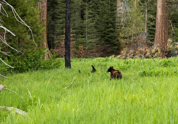 Schwarzbär Läuft Durch Dichtes Gras Auf Wiese Sequoia Davon — Stockfoto