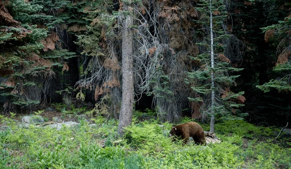 Black Hear Gräbt Laub Nach Nahrung Waldrand Sequoia Nationalpark — Stockfoto