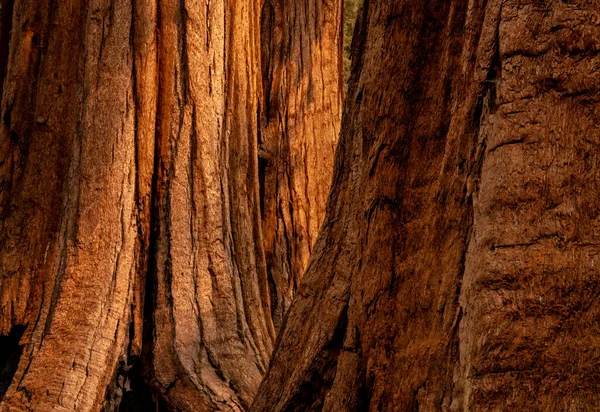 Φωτεινή Υφή Των Δέντρων Sequoia Πρωί Στο Φως Yosemite — Φωτογραφία Αρχείου