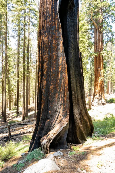 Burned Hull Sequoia Tree Remains Standing Trail Sunny Afternoon — Stock Photo, Image