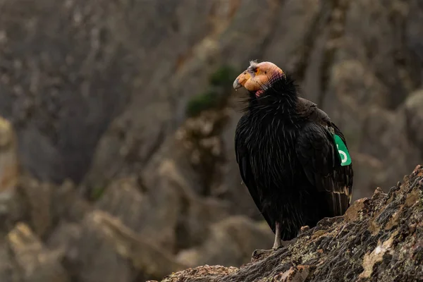 California Condor Arroccato Sulla Roccia Affaccia Sul Pinnacles National Park — Foto Stock