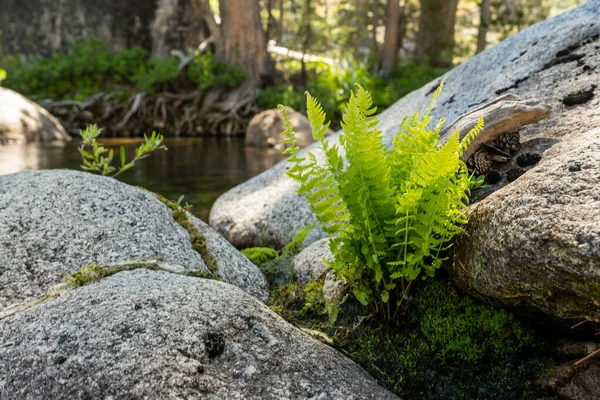 Fern Grows Out Rock Alalongside Yosemite Creek Summer — стоковое фото