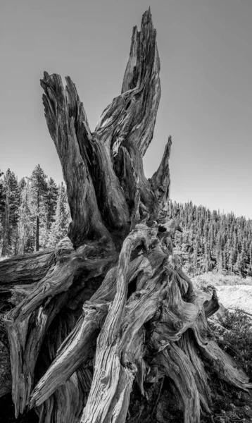 Gnarly Tree Stump Sięga Nieba Parku Narodowym Yosemite — Zdjęcie stockowe