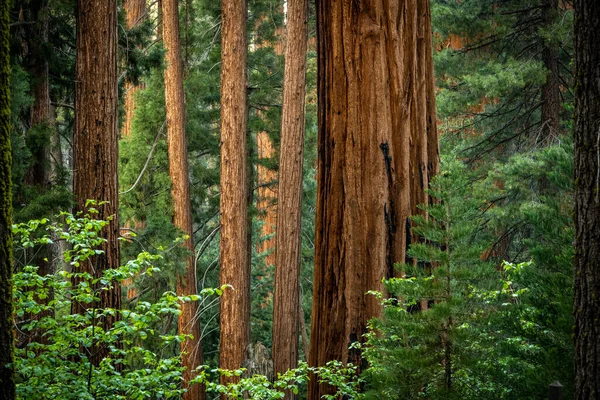 Giant Sequoia Összes Többi Között Erdőben Sequoia Nemzeti Park — Stock Fotó