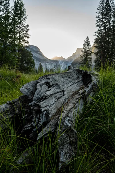 Hierba Engulfs Ingrese Las Praderas Del Parque Nacional Yosemite —  Fotos de Stock