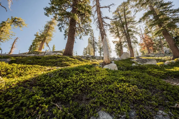 Looking Moss Bush Covered Hillside Sequoia National Park — Stock Photo, Image