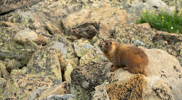 Marmotte Reposant Dans Champ Blocs Regarde Par Dessus Son Épaule — Photo