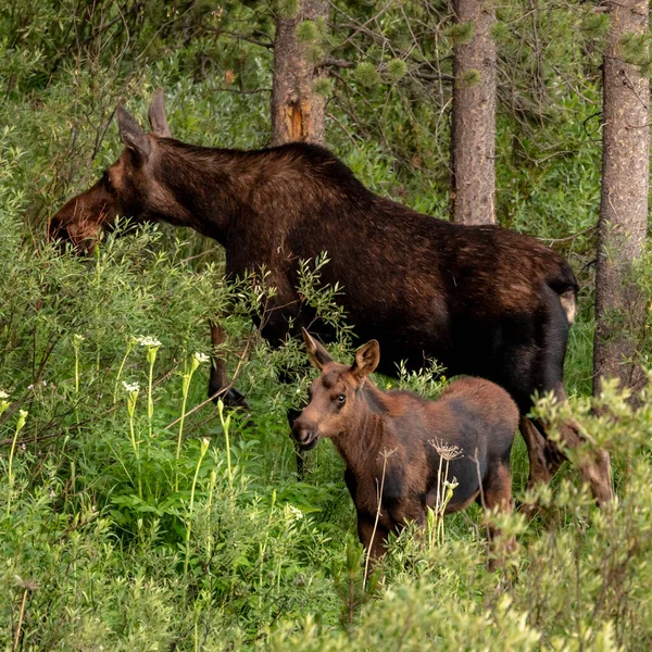 Morning Breakfast Mother Baby Moose Willow Grove Grand Teton National — Stock Photo, Image