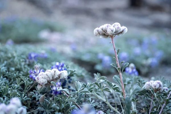 Односіяні Pussypaws Bloom Field Lupine Yosemite National Park — стокове фото