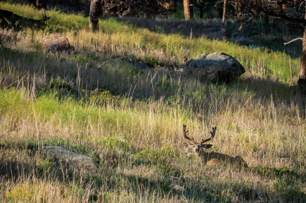Mule Deer Buck Descansa Grama Alta Parque Nacional Montanha Rochosa — Fotografia de Stock