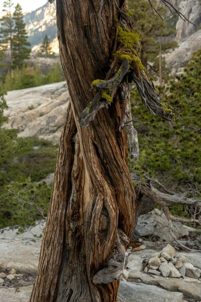 Pine Tree Twists Helix Yosemite National Park — Stock Photo, Image