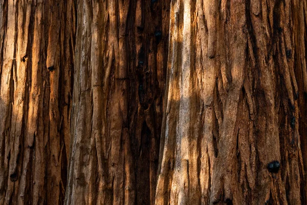 Sequoia Warstwy Poziome Tło Obraz Późnym Świetle Popołudniowym — Zdjęcie stockowe