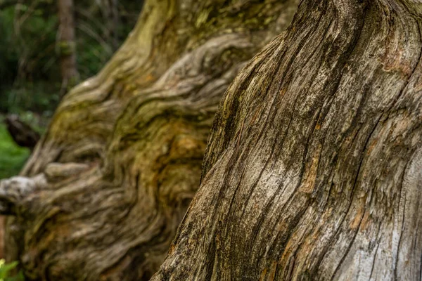 Wirująca Tekstura Korzeni Drzew Parku Narodowym Kings Canyon — Zdjęcie stockowe