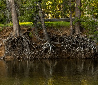 Yosemite 'deki Tuolumne Nehri' nin kıyısındaki Ağaçların Kökleri Söndü