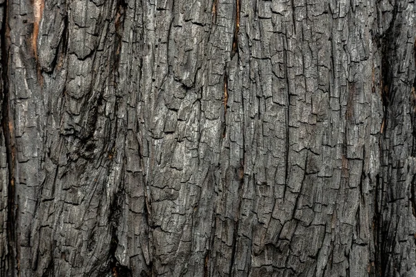 Szénné Égett Kéreg Szerkezete Erdőtűz Után Sequoia Nemzeti Parkban — Stock Fotó