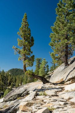 Bent Tree Yosemite Deresi Yolu 'nda Büyümenin Bir yolunu Buldu