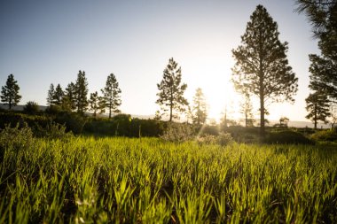 Parlak Güneş Zion Ulusal Parkı boyunca Çimlerin Üzerinde Yükseliyor