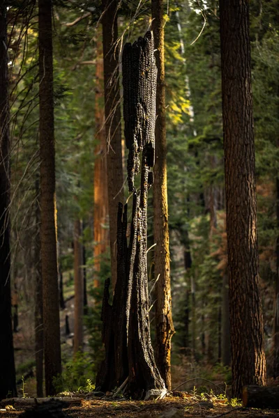 Badly Burned Tree Trunk Barely Stands Sequoia National Park — Stock Photo, Image