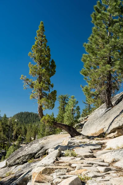Bent Tree Finds A Way To Grow Up Tall on the Yosemite Creek Trail