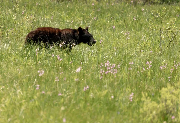Schwarzbär Weidet Auf Blumen Auf Wiese Sequoia Nationalpark — Stockfoto