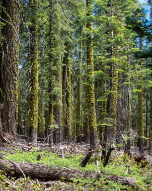 Yosemite Ulusal Parkı 'ndaki Yosun Kaplamalı Ağaç Gövdesi Altındaki Orman Döküntülerini Enkaz Dolduruyor