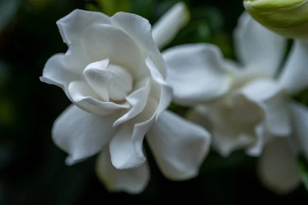 Centrum Gardenia Bloom Więcej Kwiatów Tle Krzaki Lecie — Zdjęcie stockowe