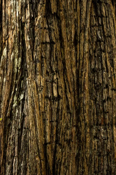 Close Bark Tree Yosemite Valley Imagem Fundo — Fotografia de Stock