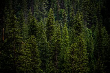 Sierra Dağları 'ndaki Kings Kanyonu' ndaki Mutlu Ağaçlar