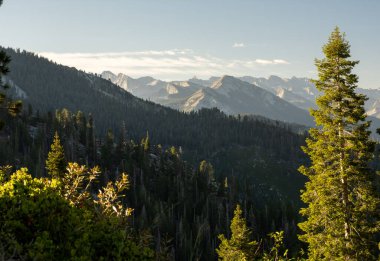 Kennedy Geçidi yakınlarındaki Yüksek Sierra Dağları Kings Canyon Ulusal Parkı 'ndaki Çam Ağaçlarının Arkasında