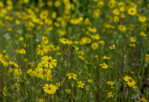 Feld Der Madia Blüte Leuchtendem Gelb — Stockfoto